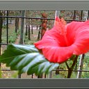 ���� �������, ��������, 56 ��� - ��������� 30 ������ 2010 � ������ �������