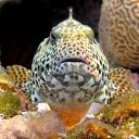 ���� ��������, ������, 73 ���� - ��������� 20 ������� 2012 � ������ ���������