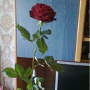 ���� ���, ��������, 49 ��� - ��������� 18 ������� 2011 � ������ �������