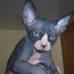 ���� ����, ���, 41 ��� - ��������� 15 ������� 2012