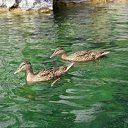 ���� �����, ������������ - ��������� 14 ��� 2011 � ������ ���������, ��������� �������