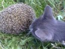 ���� ������� ������, �����-���������, 43 ���� - ��������� 15 �������� 2012 � ������ �������
