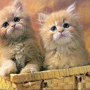 ���� Valerij, ����, 54 ���� - ��������� 21 ������ 2012 � ������ �������