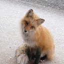 ���� Fox, �����������, 44 ���� - ��������� 21 ���� 2010 � ������ ������������