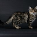 ���� C���, ��������, 35 ��� - ��������� 16 ���� 2012 � ������ �������
