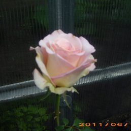 ���� ������, �������-���������, 54 ���� - ��������� 8 �������� 2011