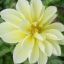 ���� �����, �����, 41 ��� - ��������� 25 ��� 2011 � ������ �����������