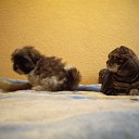 ���� ����, �����-���������, 41 ��� - ��������� 20 ����� 2011 � ������ ���� � �����