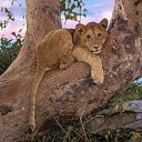 ���� Ira, ������� - ��������� 5 ������ 2010 � ������ ��������