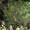  ok, --, 44  -  26  2010    2008