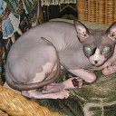 ���� ����, ������, 58 ��� - ��������� 19 ������ 2009 � ������ ���� ��������