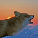 ���� Fox, �����������, 44 ���� - ��������� 21 ���� 2010 � ������ ������������