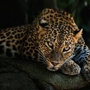 ���� �������, �����, 61 ��� - ��������� 24 ���� 2013 � ������ ���� ����������