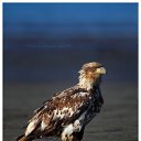 ���� �������, ������, 50 ��� - ��������� 21 ����� 2010 � ������ ������� ��������