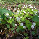 ���� Tatyana, �������, 50 ��� - ��������� 1 �������� 2009 � ������ �������