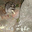 ���� �����, �����, 30 ��� - ��������� 29 ������� 2011 � ������ ����� � ����