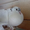 ���� �����, ������������, 51 ��� - ��������� 24 �������� 2009 � ������ �������