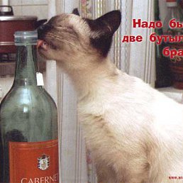 ������, �����������, 49 ���