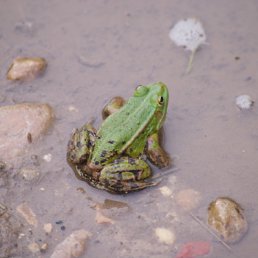 ���� ���� Lazas, ���������, 59 ��� - ��������� 5 ������ 2011