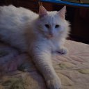 ���� �������, �����-���������, 61 ��� - ��������� 12 ������ 2011 � ������ ���� �����