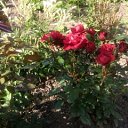 ���� �������, �����, 50 ��� - ��������� 6 ���� 2013 � ������ ���� ����������