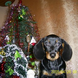 ���� Anton, ��������������, 38 ��� - ��������� 7 ����� 2010
