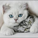  , -, 39  -  25  2010    