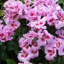 ���� �������, ������, 60 ��� - ��������� 2 ������� 2011 � ������ �������