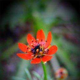 ���� Galina, �����, 68 ��� - ��������� 7 ����� 2012