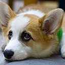 ���� Limon, ���������, 39 ��� - ��������� 17 ������� 2009 � ������ ���� �������� ��������...�