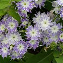 ���� �������, ������, 60 ��� - ��������� 2 ������� 2011 � ������ �������