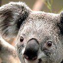 ���� �������, ������, 42 ���� - ��������� 22 ���� 2011 � ������ �PetLove�