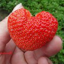 ���� Yiwangna***, ������ - ��������� 19 ���� 2013 � ������ ���������� ����� �������...�