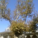 ���� ���������, �����, 51 ��� - ��������� 15 ������ 2010 � ������ ��������. ������ 2010�