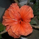 ���� Aleksandr, ���������, 46 ��� - ��������� 4 ������ 2010 � ������ ������ ������