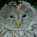 ���� Roxana, ɸ������� - ��������� 1 ��� 2010 � ������ �������