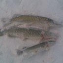 ���� �����, �����, 50 ��� - ��������� 8 ����� 2012 � ������ ���� ����������