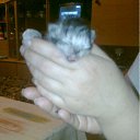  E.lena, , 62  -  15  2011     ...