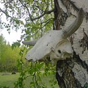 ���� �������), ������, 38 ��� - ��������� 25 ������ 2010 � ������ �������