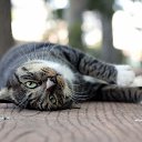 ���� ����, ����, 50 ��� - ��������� 17 ������ 2010 � ������ �������