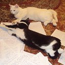 ���� � ������� �� ������� ����� ��� ������������