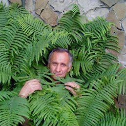 �������, ������, 71 ���