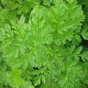 ���� ��������, ������, 46 ��� - ��������� 31 ������ 2011 � ������ ������������