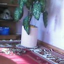 ���� ����, ����������, 75 ��� - ��������� 17 ������ 2012