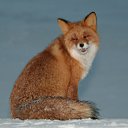 ���� Fox, �����������, 44 ���� - ��������� 21 ���� 2010 � ������ ������������