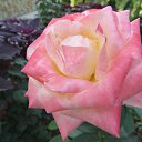 ���� ������, ������, 54 ���� - ��������� 19 ������ 2013 � ������ �NEW�