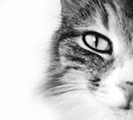 ���� ����, �����-���������, 51 ��� - ��������� 7 ������� 2011