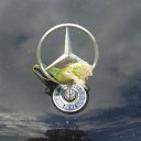 ���� ***Zren***, ������, 57 ��� - ��������� 24 ������� 2011 � ������ ���� ����������