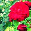 ���� Anastasiya, ��������������, 31 ��� - ��������� 16 ���� 2010 � ������ �[��� ����� �������]�