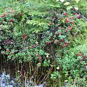 ���� ����, �����, 55 ��� - ��������� 2 ������� 2011